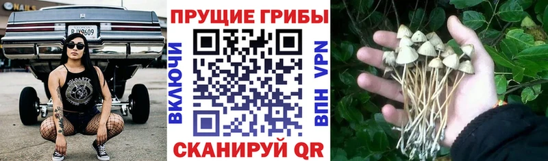 наркошоп  Ессентукская  Галлюциногенные грибы ЛСД 